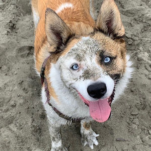 Meet your Posher, Lucas